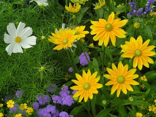 gelbe, weiße und lila Blumen