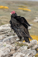 Turkey Vulture