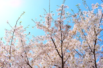 桜