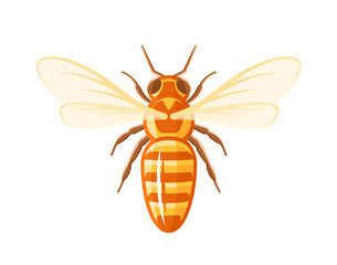 Bee, top view isolated on white background