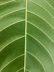 green leaf texture