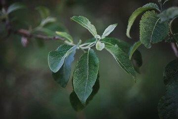 Beautiful bright natural background with a branch of an apple tree. Leaves close up.