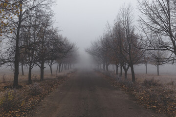 Old asphalt road in autumn park with trees in the fog