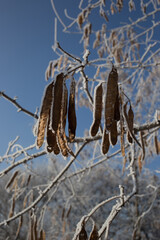 Fototapeta premium Acacia seeds covered with hoarfrost. Plants in winter time