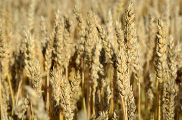 spikelets of ripe wheat close up natural background