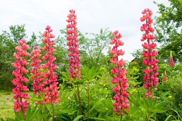 Beautiful blooming red lupine flower macro. Floral background.