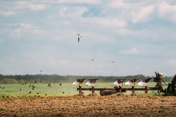 Flock Of Birds Of Seagull Flies Behind Tractor Plowing Field In Spring Season. Beginning Of Agricultural Spring Season