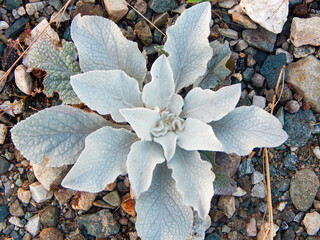 A white plant that looks frozen