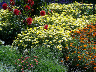 Elegant and bright yellow and red flowers