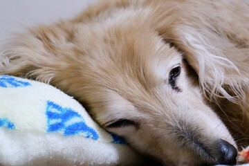 眠る18歳の老犬