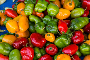 pimientos picantes, Lancetillo, La Parroquia, zona Reyna, Quiche, Guatemala, Central America