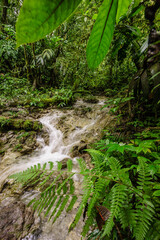 bosque tropical cerca de La Parroquia (Lancetillo),El Quiche, Sierra de los Cuchumatanes,Guatemala, Central America