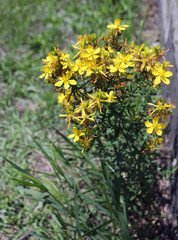 Hypericum perforatum in nature, common known as Saint John's wort and St John's wort
