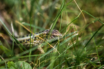 Lizard (lat. Lacerta agilis) in the natural habitat during the mating season.