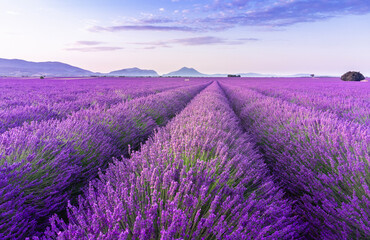 Fototapeta na wymiar Lavender field summer sunrise landscape near Valensole. Provence, France