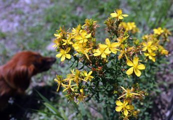 Hypericum perforatum in nature, common known as Saint John's wort and St John's wort