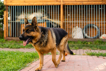 A long-haired German shepherd in the yard