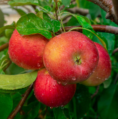 fresh apples with dew and water drops on the tree. Red apples on a branch. Autumn, fruit picking