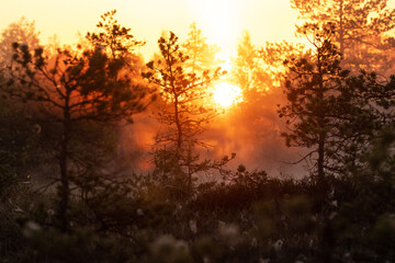 Fototapeta premium Stunning summery sunrise in a foggy Estonian bog with small pine trees in the foreground, Northern Europe. 