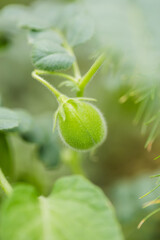 Chick peas also known as harbara or harbhara. Macro. Soft focus
