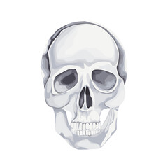 Black and white human skull, isolated on white background. Vector illustration