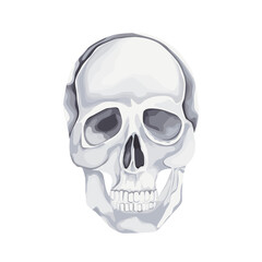 Fototapeta premium Black and white human skull, isolated on white background. Vector illustration