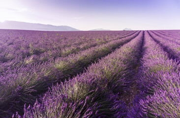 Fototapeta na wymiar Lavender field summer sunrise landscape near Valensole. Provence, France 