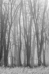 Gloomy trees in mist with bare branches