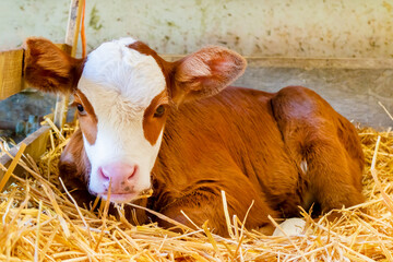 Newborn Dutch brown with white calf on hay in a farmhouse © Martin Bergsma