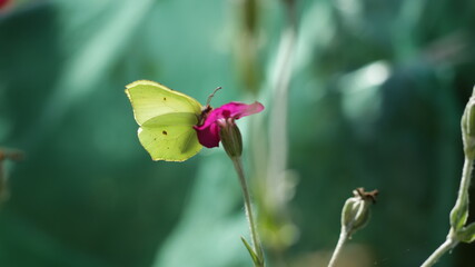Zitronenfalter auf Blüte