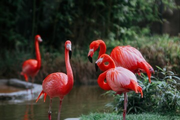 Flamingos