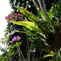 Orchids and tree Ferns, Bali, Indonesia