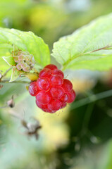 macro image red raspberry on a branch in the garden close up