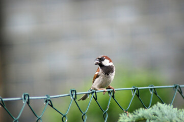 Hausperling Spatz auf dem Gartenzaun 