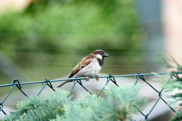 Hausperling Spatz auf dem Gartenzaun 