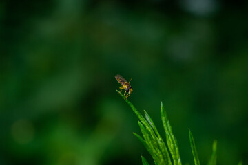 Hoverflies