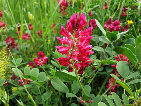 Close up of the pink  flower Hedysarum coronarium or Onobrychis viciifolia on the green grass.