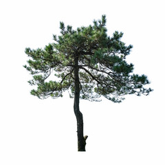 pine tree isolated
