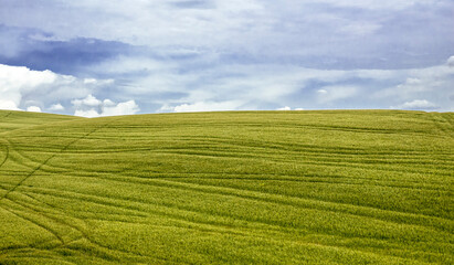 Obraz premium Wheat field,Tuscany,Italy,2018.
