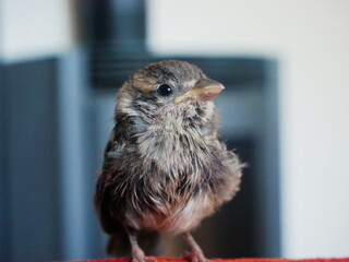 Close-up on a sparrow photographed in a house, with a fireplace in the background