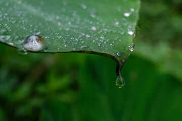 gota de lluvia en una planta, Tesoro Chiquito, La Taña, Franja Transversal del Norte ,...