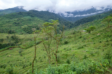 bosque humedo, Sierra de los Cuchumatanes, Quiche, República de Guatemala, América Central