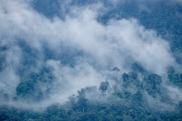 bosque humedo, Sierra de los Cuchumatanes, Quiche, República de Guatemala, América Central