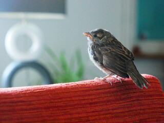 Close-up of a sparrow resting on the top of a seat in a house, with a lamp in the background lampe