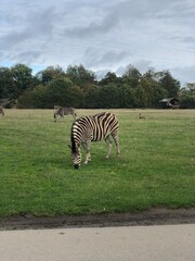 Fototapeta na wymiar Safari with Giraffe, Gazelle, Horse, Zebra in Denmark 