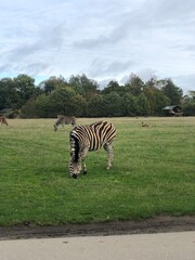 Fototapeta na wymiar Safari with Giraffe, Gazelle, Horse, Zebra in Denmark 