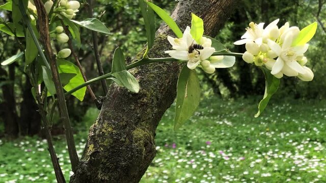 Flowers of an orange or tangerine tree are pollinated by bees close-up