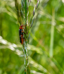 Soldier beetle