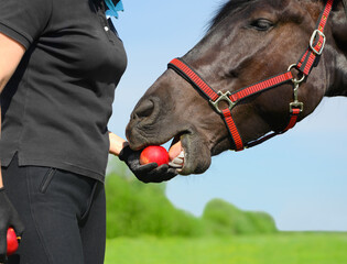 The horse is eating the red apple from the female hand in outdoors.