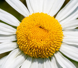 ox-eye daisy flower detail